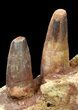 Spinosaurus Jaw Section - Four Composite Teeth #39292-2